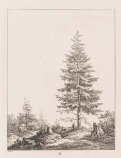 Pine tree between three tree stumps at a forest edge, Templates for Landscape Drawers, Examples for