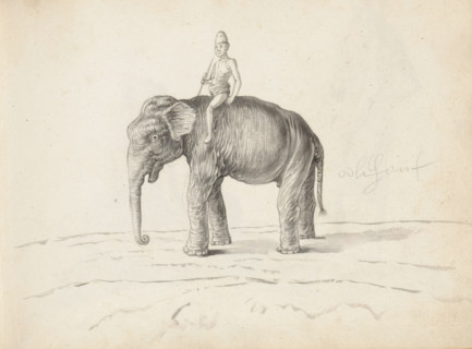 An elephant and a mahout, sketchbook page. In the center of the page, a tusksless elephant (aliya)