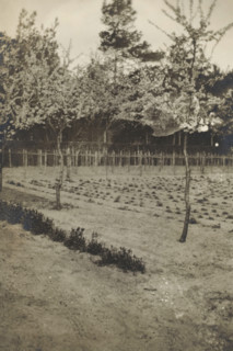 View of a field, photograph, photographer: circle of Cornelia Hendrika Jonker, 1910 - 1950, paper,