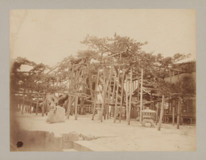 Sacred tree at Lake Biwa, Japan, photograph, Sacred tree next to which a Japanese woman stands on
