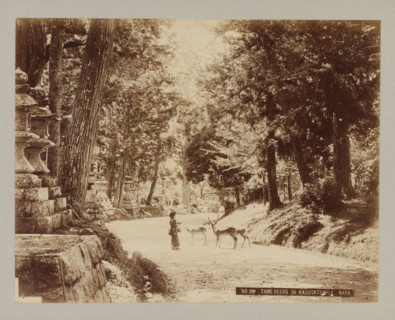 1585 NO 102 Tame deers in Kasugatemple Nara, Three tame deers next to the Kasuga temple, Nara,