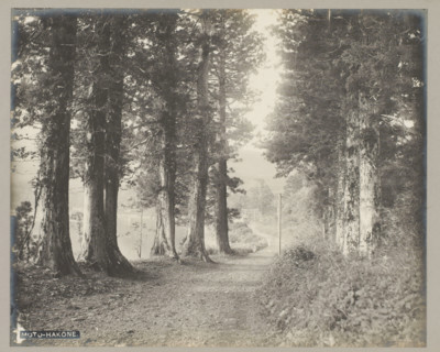 Moto-Hakone., Path between trees, Hakone, photograph, number: '22.', c. 1895 - c. 1915,