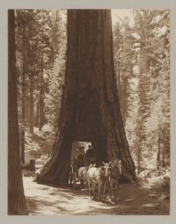 Carriage in passage under tree, Wawona, photograph, Bottom center says: 10165., annotation: '5.