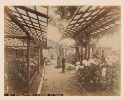 Flowering chrysanthemums, Tokyo, Japan, album page, photograph, Colored albumen print with a path