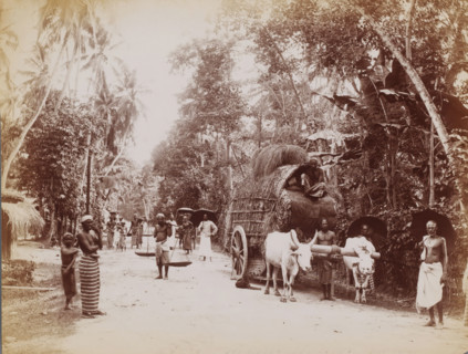 Street view in Galle, Sri Lanka, photograph, Street in the tropics, Galle ? Sri Lanka ?., caption: