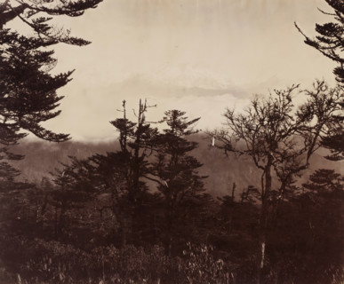 Landscape with pine trees and snow-covered mountains in the background, photograph, Landscape with