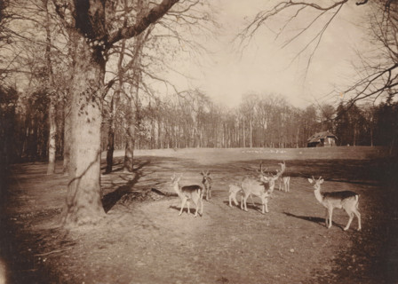 Deer in Sonsbeek Park in Arnhem, photograph, inscription: 'Atelier Evd Kerkhoff Arnhem Ridderstraat