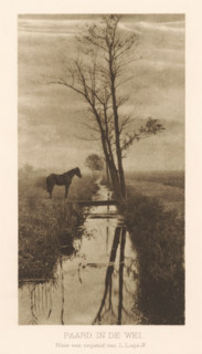 Horse in a meadow, Horse in the meadow, page, photomechanical print, photographer: L. Lorjé jr.,