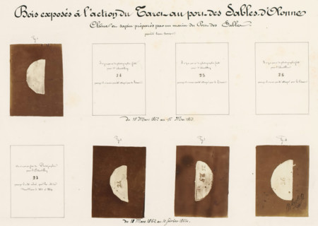 Four pieces of wood affected by worms, from the port of Les Sables-d'Olonne, France, Bois exposés à