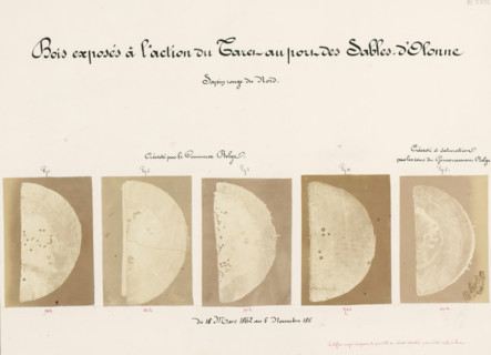 Bois exposés à l'action du Taret au port des Sables-d'Olonne, Five pieces of wood affected by