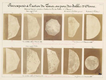 Ten pieces of wood affected by worms, from the port of Les Sables-d'Olonne, France, Bois exposés à