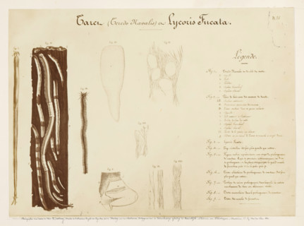 Photo reproduction of drawings of the worms Teredo Navalis and Lycoris Fucata by Pieter Harting,