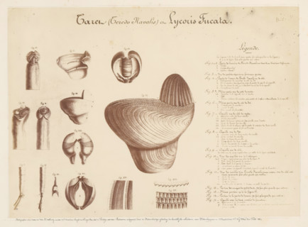 Photo reproduction of drawings of the worms Teredo Navalis and Lycoris Fucata by Pieter Harting,