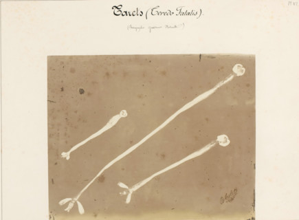 Three borers, Tarets (Teredo Fatalis), photograph, signature: 'B. Crolet', number: 'Pl. VI.',