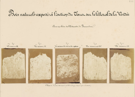 Bois naturels exposés à l'action du Taret sur le littoral de la Vendée, Five pieces of wood
