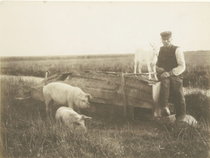 Bij het Naardermeer Schweine, und ihr Hüter, Pig herder bij het Naardermeer, photograph, signature: