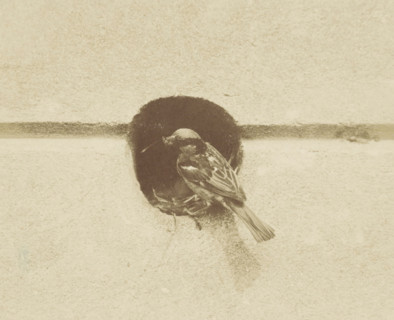 House sparrow at its nest in an air duct, House sparrow sitting in front of its nest cavity in an
