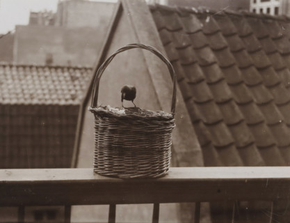 Sparrows on a Balcony, Sparrow on City Balcony, photograph, photographer: attributed to Richard