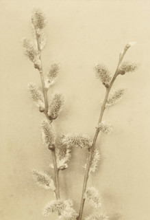 Branch with willow catkins, photograph, annotation: '60 Willow Solis ? II, carrying catkins',