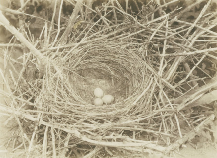 Crow's nest with eggs, photograph, inscription, photographer: Richard Tepe, Netherlands, 1912,