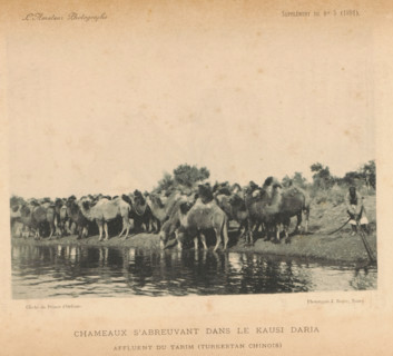 Chameaux s'abreuvant dans le Kausi Daria affluent du Tarim (Turkestan Chinois), Camels along the