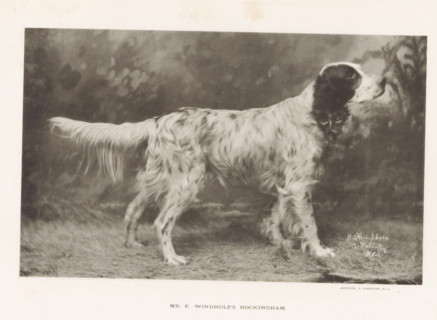Mr. F. Windholz's Rockingham, Setter, page, photomechanical print, cliché maker: Edward Bierstadt,