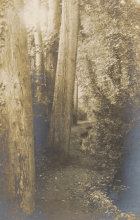 A path between trees, Le Rieu d'Amour, photograph, page, photographer: Coppin-Goisse, c. 1904 - in