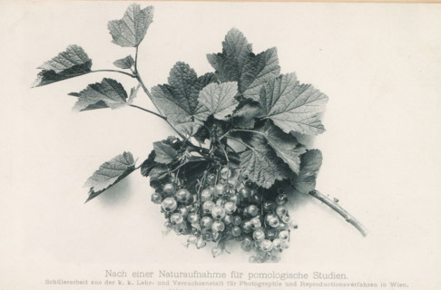 Bunch of red berries, page, photomechanical print, inscription: 'Nach einer Naturaufnahme für
