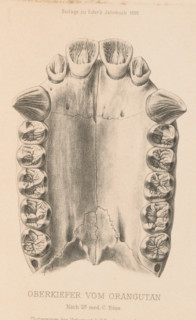 Oberkiefer von orangutan, Reproduction of a design of an upper jaw of an orangutan, reproduction,