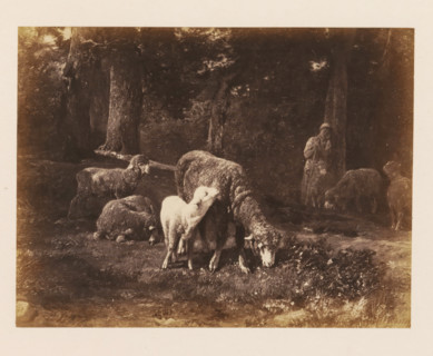 Photo reproduction of Moutons dans le bois by Ch. Jacques, photograph, reproduction, page, after