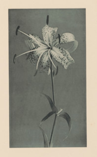 Japanese lily, page, photomechanical print, photographer: Kazumasa Ogawa, c. 1890 - in or before