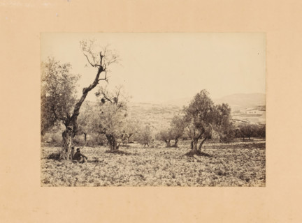 View of Samaria or Sebastia, photograph, page, annotation: 'Sebaste', photographer: Francis Frith,