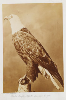Our birds of prey, or the eagles, hawks, and owls of Canada, book, annotation: 'NOV 1999', writer