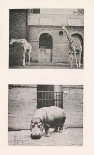 Giraffes, hippopotamus, page, photomechanical print, Above two giraffes, below a hippopotamus, all