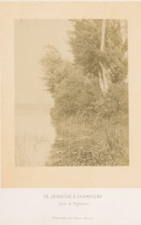 De Joinville a Champigny etude de végétation, Vegetation along the Marne near Champigny-sur-Marne,
