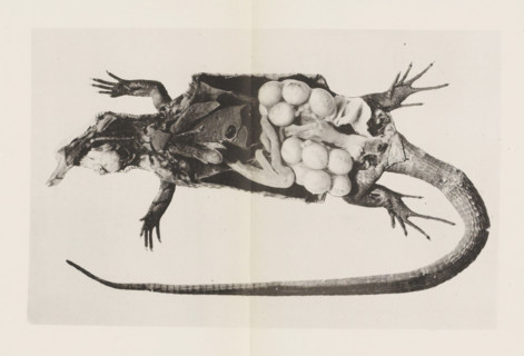 Anatomy. Organes internals du lézard vert, photographiés sous l'eau au moyen du physiographe, Cut