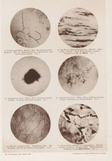 Six microscope images of bacteria, page, photomechanical print, number: 'Tafel X.', inscription: