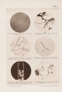 Six microscope images of bacteria, including the anthrax bacterium, page, photomechanical print,