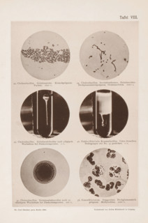 Six microscope images of bacteria, including the cholera bacterium, page, photomechanical print,