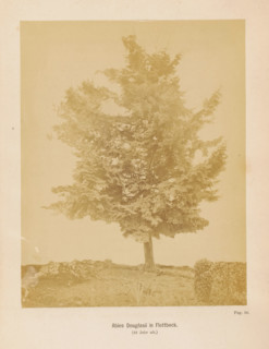Abies Douglasii in Flottbeck (48 Jahr alt), Douglas fir in Germany, photograph, page, c. 1867 - in