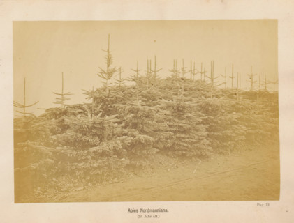 Abies Nordmanniana (10 Jahr alt), Nordmann spruce, photograph, page, c. 1867 - in or before 1877,