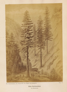 Photo reproduction of a drawing of Nordmann spruce in the Caucasus, Abies Nordmanniana im Kaukasus,