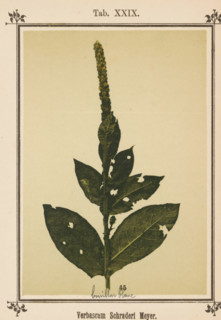 Verbascum Schraderi Meyer, Torts, page, photomechanical print, number: 'Tab. XXIX.', inscription: