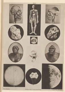 Overview of astronomical phenomena, anatomical models and skulls, page, photomechanical print,