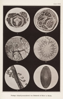 Six microscopic enlargements, page, photomechanical print, number: 'Tafel VIII.', cliché maker: