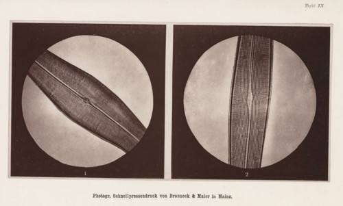 Two microscopic enlargements of (presumably) an animal hair, page, photomechanical print, number: