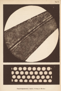 Two microscopic enlargements of an algae, page, photomechanical print, number: 'Taf. X.', cliché