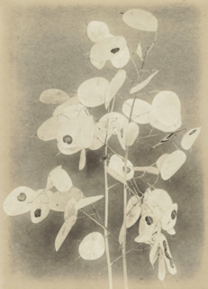 Tak Lunaria Annua (Judas medal) against smooth background, photograph, photographer: Richard Tepe,