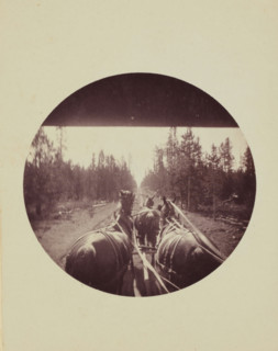 View from a carriage or omnibus on a team of horses, photograph, United States of America,