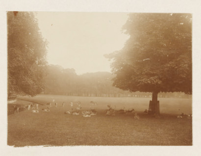 Deer park, photograph, possibly in the Haarlemmerhout. Part of the loose-leaf photo album with 39